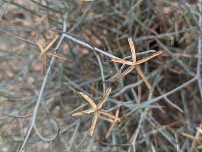 Porophyllum gracile, photographed by Dominic Gentilcore