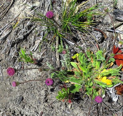 Senecio erubescens, photographed by Di Turner