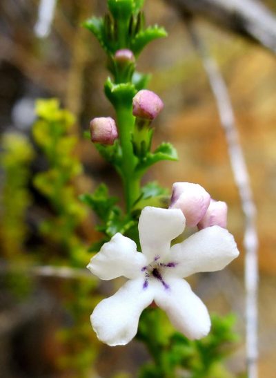 Oftia glabra, photographed by Di Turner