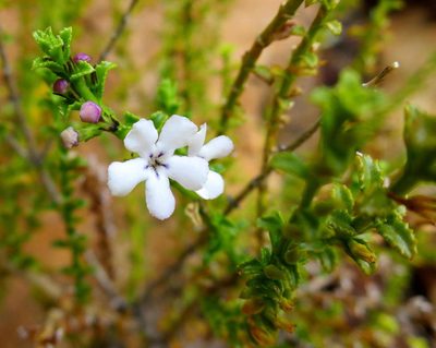 Oftia glabra, photographed by Di Turner