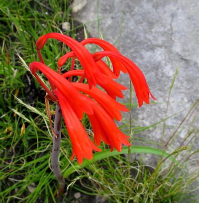 Cyrtanthus angustifolius, photographed by Di Turner