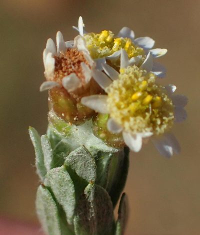 Gnaphalium declinatum, photographed by Nicola van Berkel