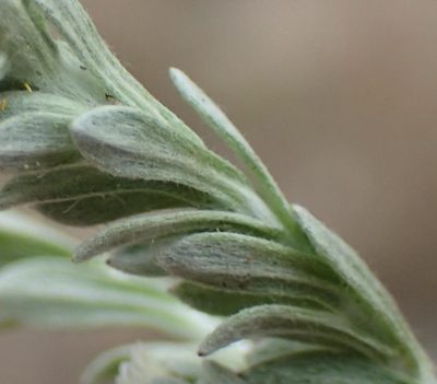 Gnaphalium capense, photographed by Nicola van Berkel