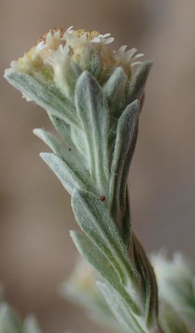 Gnaphalium capense, photographed by Nicola van Berkel