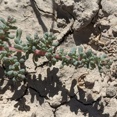 Halogeton glomeratus, photographed by Dominic Gentilcore