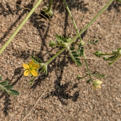 Kallstroemia californica, photographed by Dominic Gentilcore