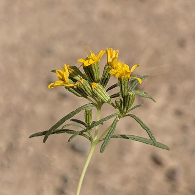 Pectis papposa, photographed by Dominic Gentilcore