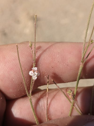 Boerhavia wrightii, photographed by Dominic Gentilcore