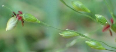 Panicum deustum, photographed by Nicola van Berkel