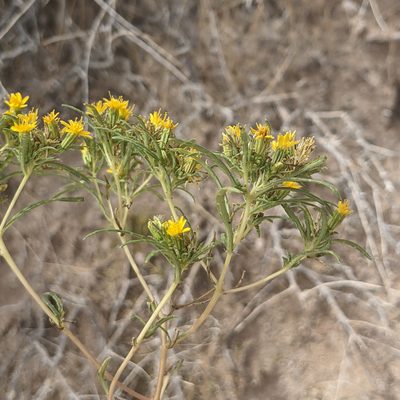 Pectis papposa, photographed by Dominic Gentilcore