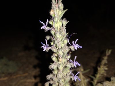 Trichostema lanceolatum, photographed by Daniel S.