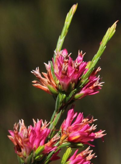 Erica bracteolaris, photographed by Tony Rebelo