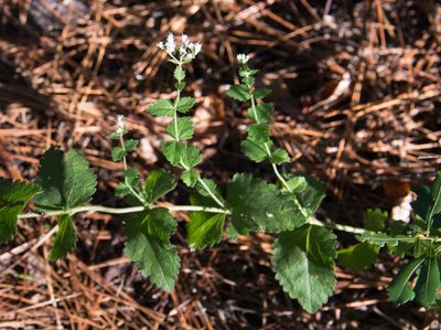 Eupatorium rotundifolium, photographed by Mike Duran