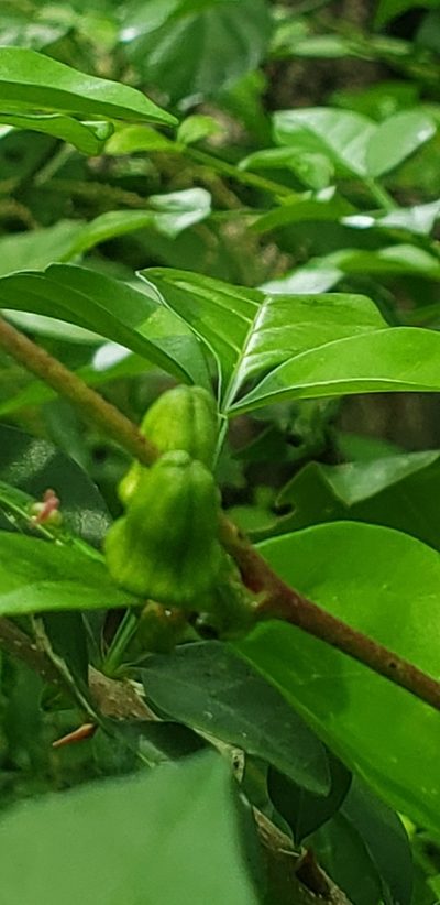 Passiflora sexocellata, photographed by Leonardo O. Alvarado Cárdenas