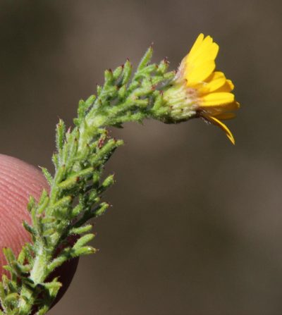 Ursinia hispida, photographed by Tony Rebelo