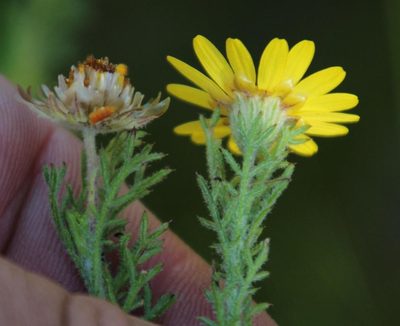 Ursinia hispida, photographed by Tony Rebelo