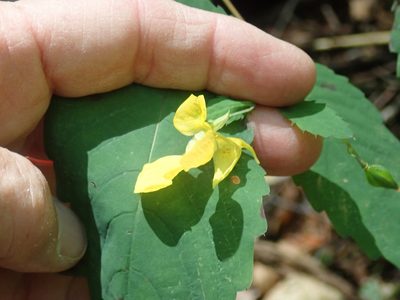 Impatiens pallida, photographed by Lynn Harper