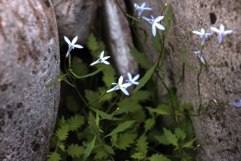 Lobelia hypsibata, photographed by Tony Rebelo