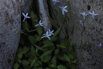 Lobelia hypsibata, photographed by Tony Rebelo