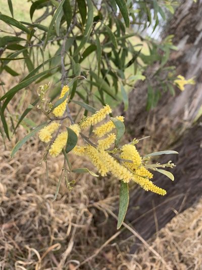 Acacia binervia, photographed by Guy Taseski