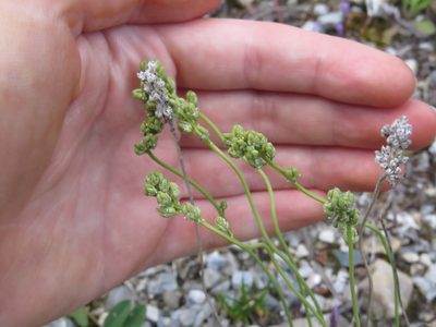 Tofieldia pusilla, photographed by Erin Springinotic