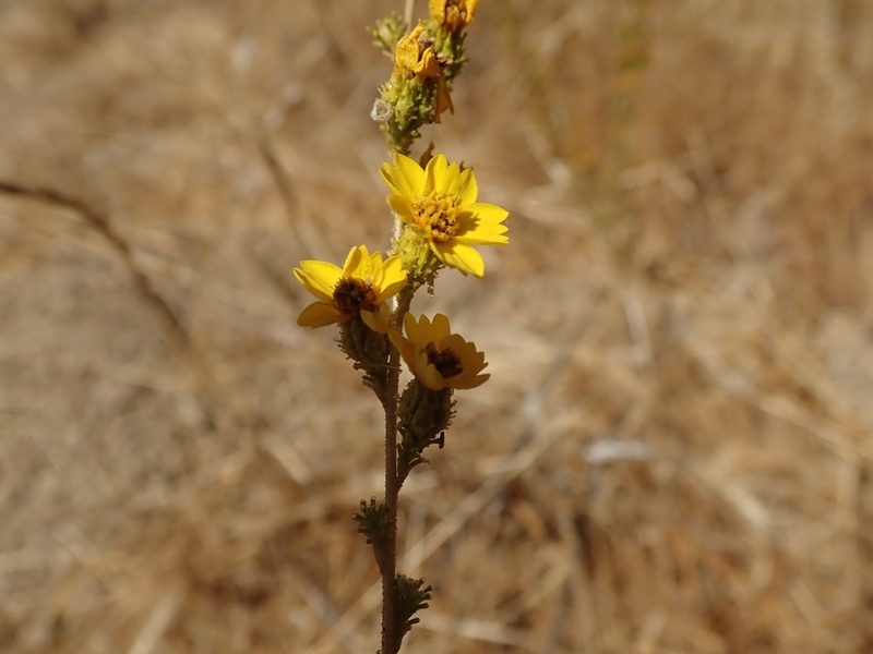 Holocarpha virgata, photographed by joergmlpts