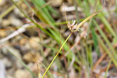 Scleria pauciflora, photographed by Tom Field