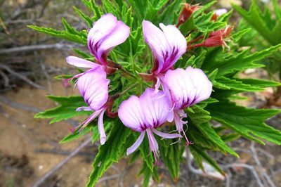 Pelargonium citronellum, photographed by Di Turner