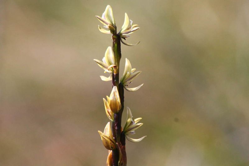 Prasophyllum elatum, photographed by Christopher Brandis