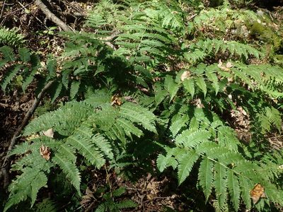 Dryopteris goldieana, photographed by Lynn Harper