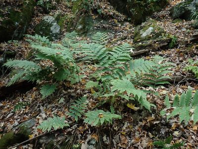 Dryopteris goldieana, photographed by Lynn Harper