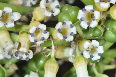 Colletia spinosissima, photographed by aacocucci