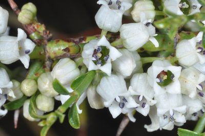 Discaria americana, photographed by aacocucci