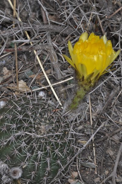 Echinopsis aurea, photographed by aacocucci