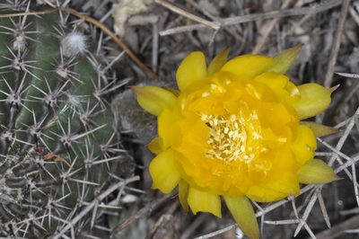 Echinopsis aurea, photographed by aacocucci