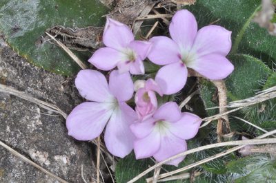 Stenandrium dulce, photographed by aacocucci
