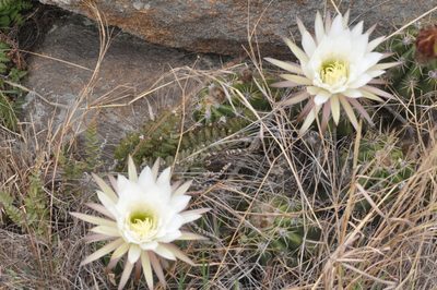 Soehrensia candicans, photographed by aacocucci