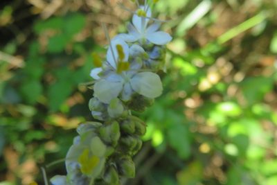 Libertia sessiliflora, photographed by Bruno Avilez