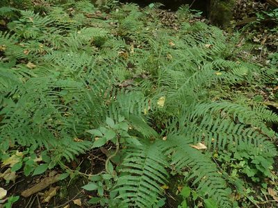 Diplaziopsis pycnocarpa, photographed by Lynn Harper