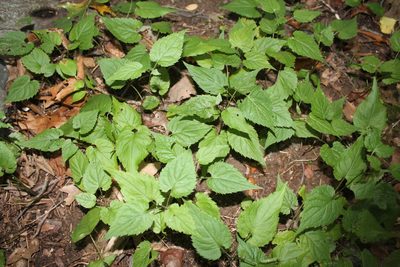 Eurybia divaricata, photographed by Violet T.