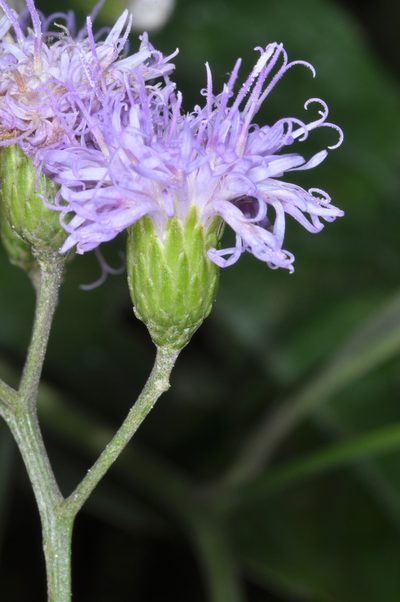 Vernonanthura squamulosa, photographed by aacocucci