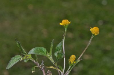 Heliopsis buphthalmoides, photographed by aacocucci
