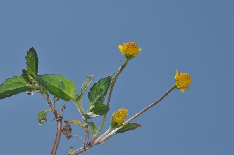 Heliopsis buphthalmoides, photographed by aacocucci