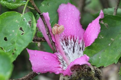 Ceiba speciosa, photographed by Agnes Trekker