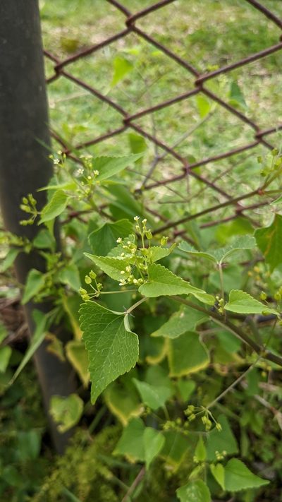 Spananthe paniculata, photographed by Jake Rehage