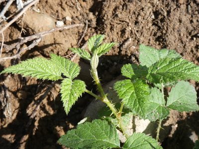 Rubus leucodermis, photographed by Mara Christensen