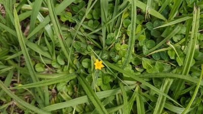 Hypoxis decumbens, photographed by Jake Rehage