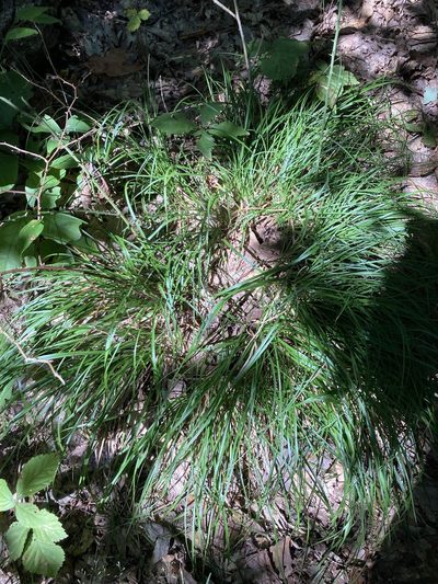 Carex picta, photographed by askalotl