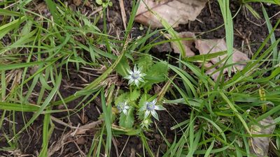 Eryngium carlinae, photographed by Jake Rehage