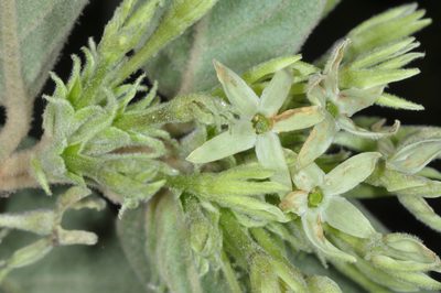 Cestrum strigilatum, photographed by aacocucci